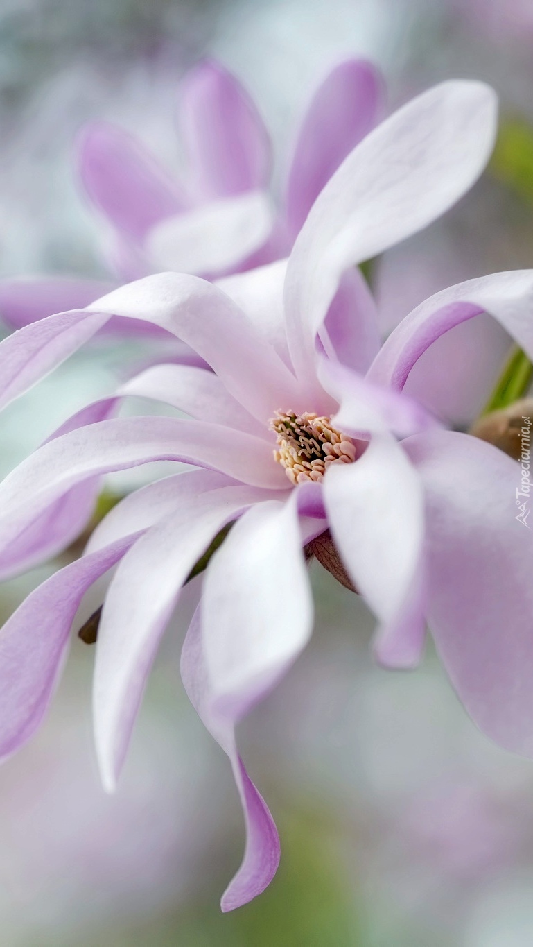 Bladoróżowe kwiaty magnolii