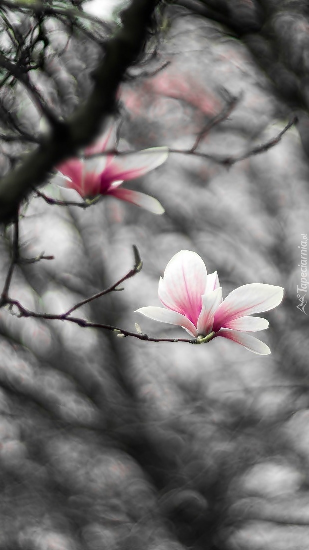 Bladoróżowe magnolie