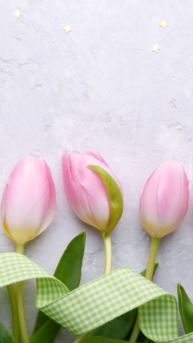 Bladoróżowe trzy tulipany z wstążką