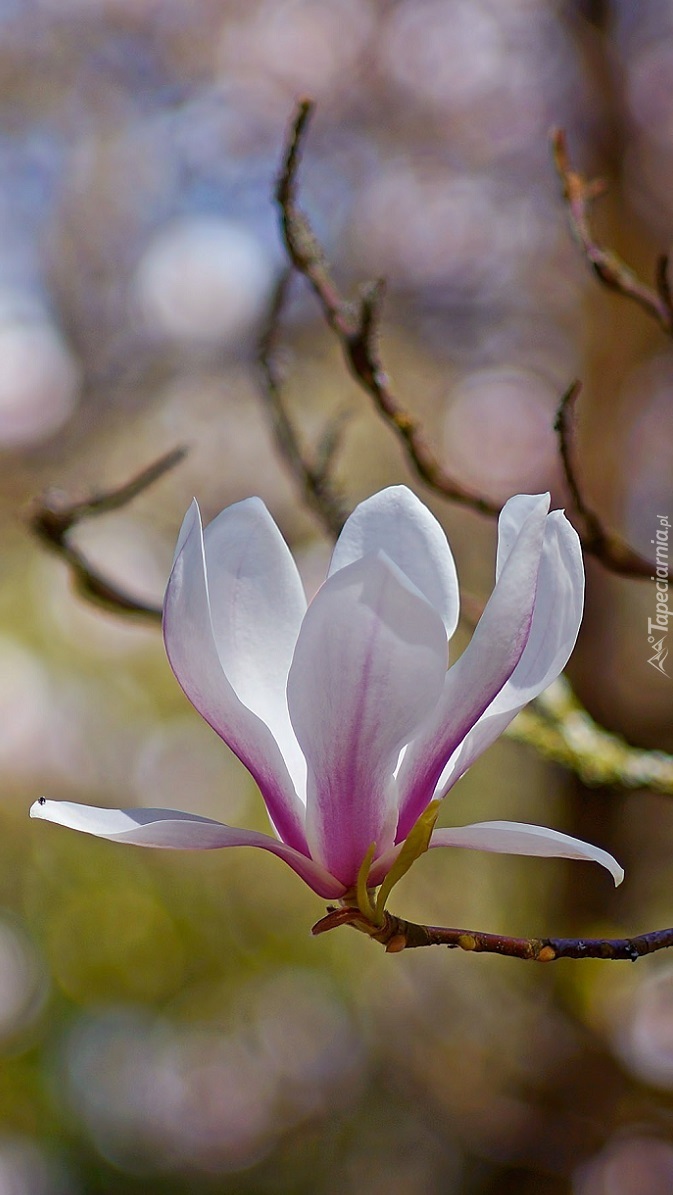 Bladoróżowy pąk magnolii