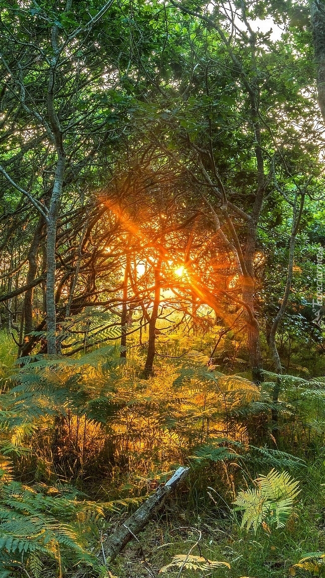 Blask słońca między drzewami