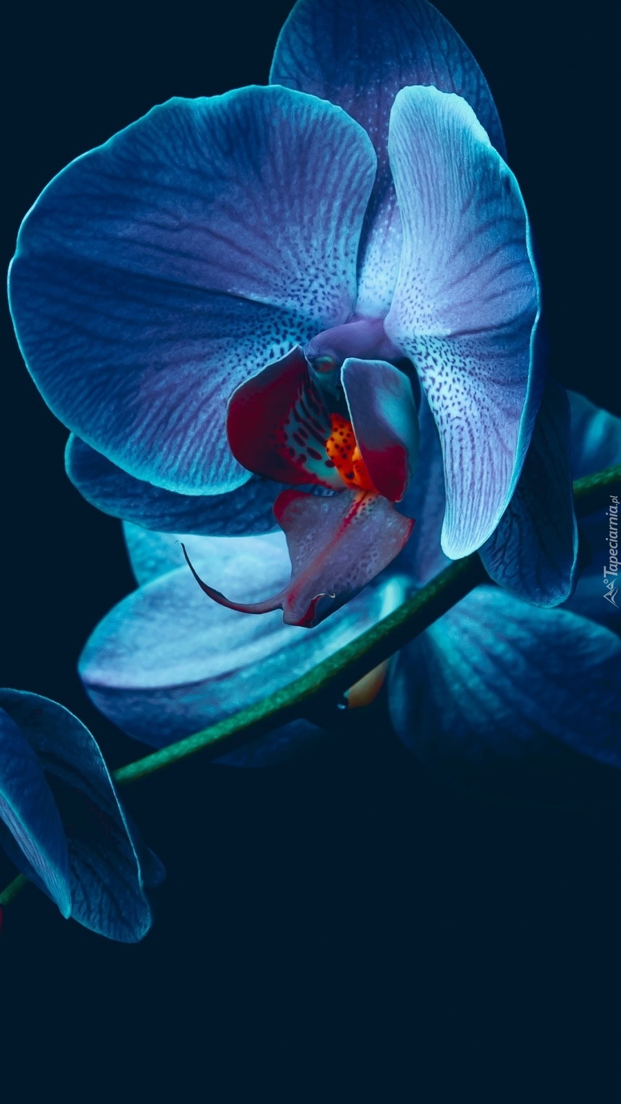 Błękitna Orchidea