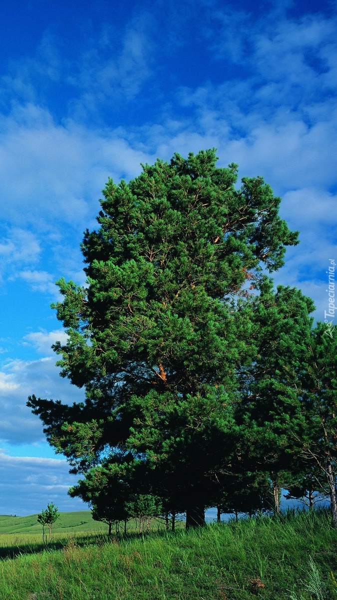 Błękitne niebo nad drzewem