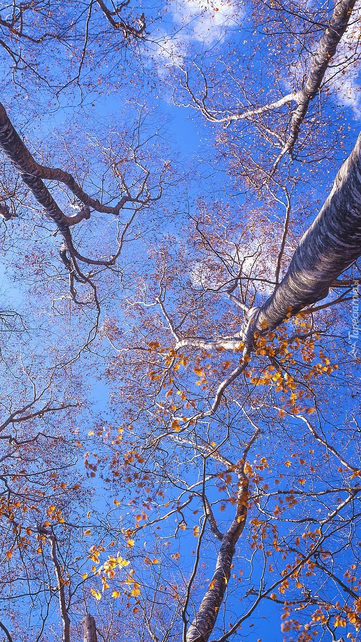Błękitne niebo nad wierzchołkami drzew