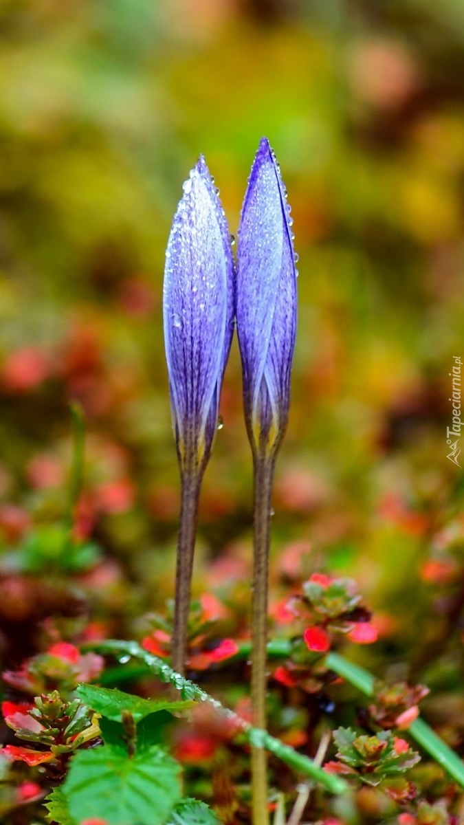 Błękitne pąki kwiatów
