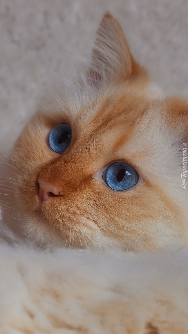 Błękitnooki kot