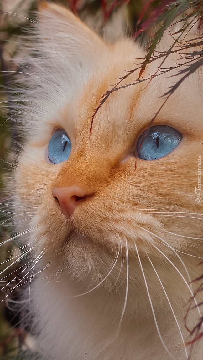 Błękitnooki kot w zbliżeniu