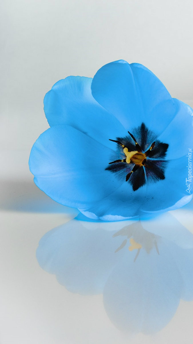 Błękitny tulipan