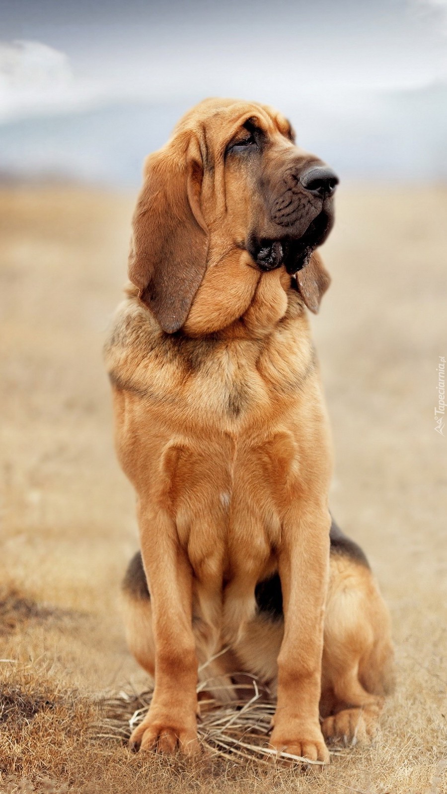 Bloodhound