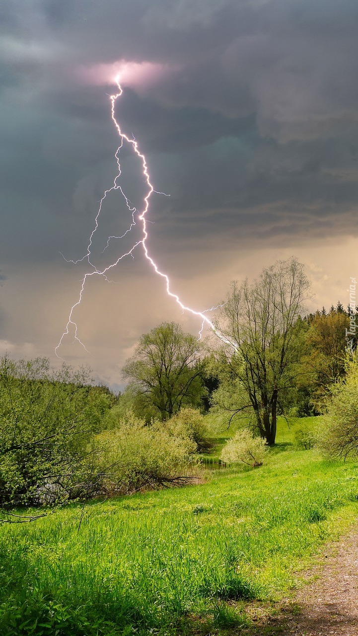 Błyskawica na niebie nad drzewami