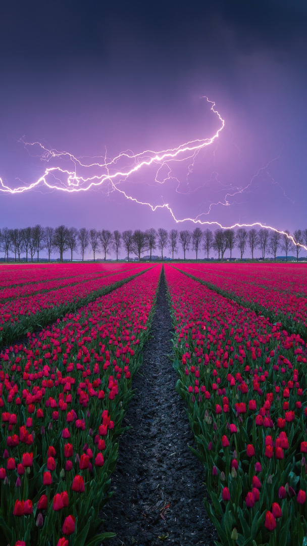 Błyskawice nad polem z tulipanami