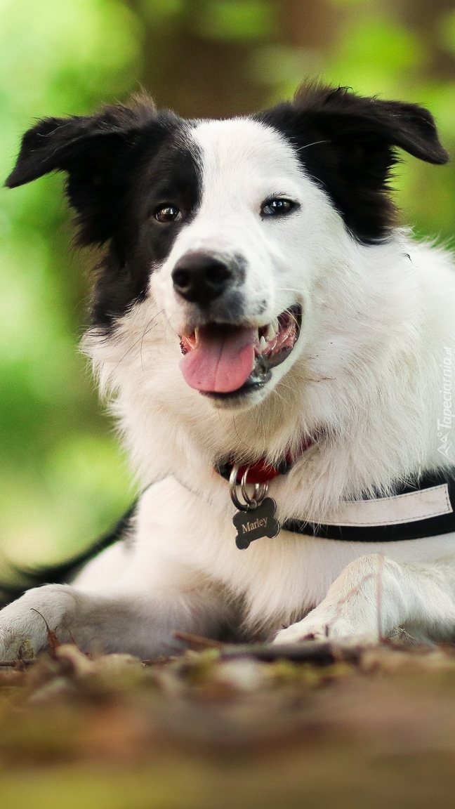 Border collie