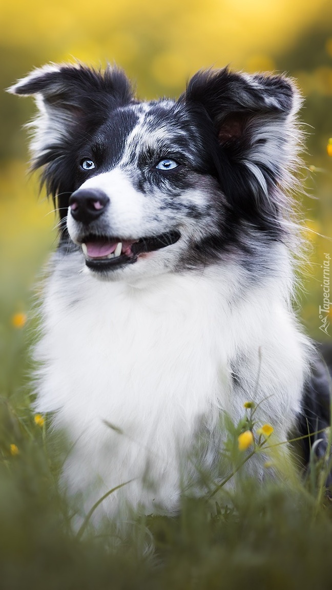 Border collie