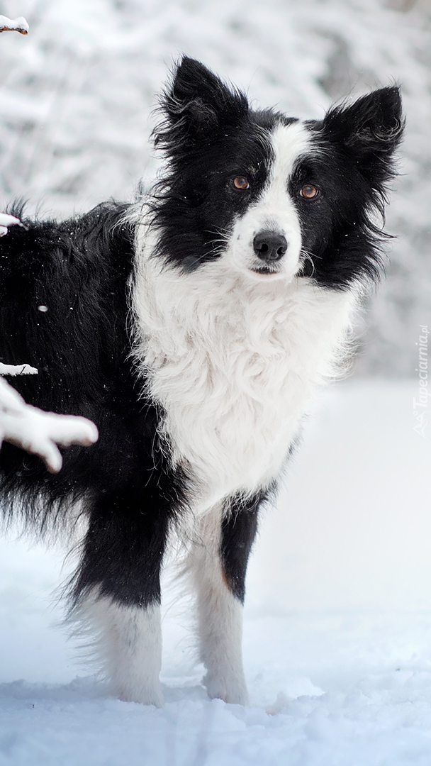 Border collie