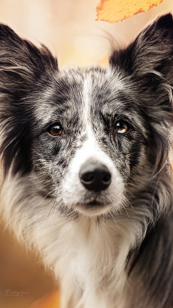 Border collie