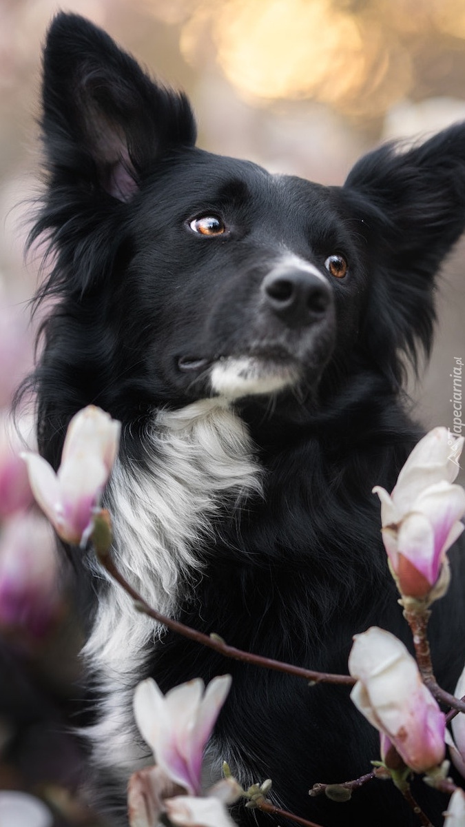 Border collie