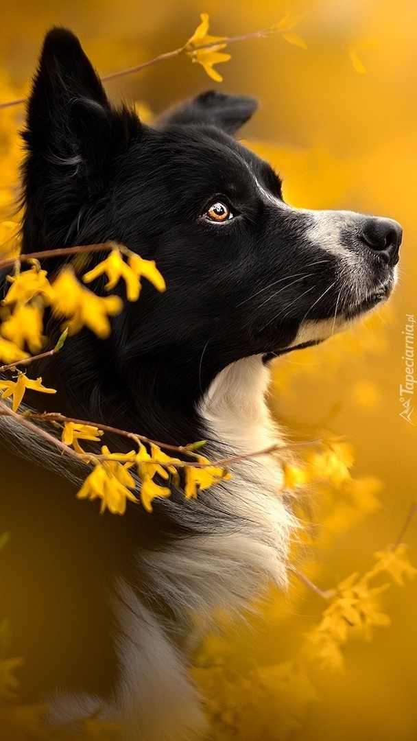 Border collie