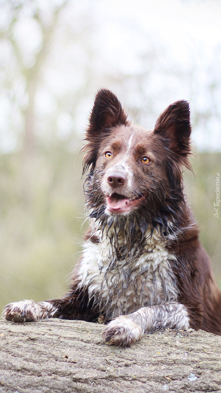 Border collie