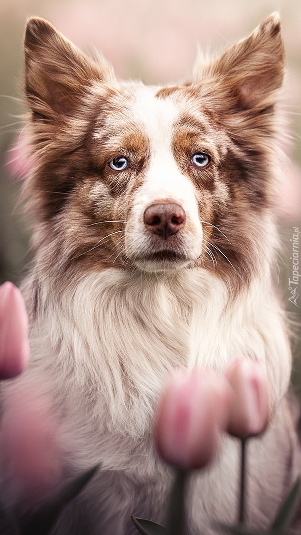 Border collie