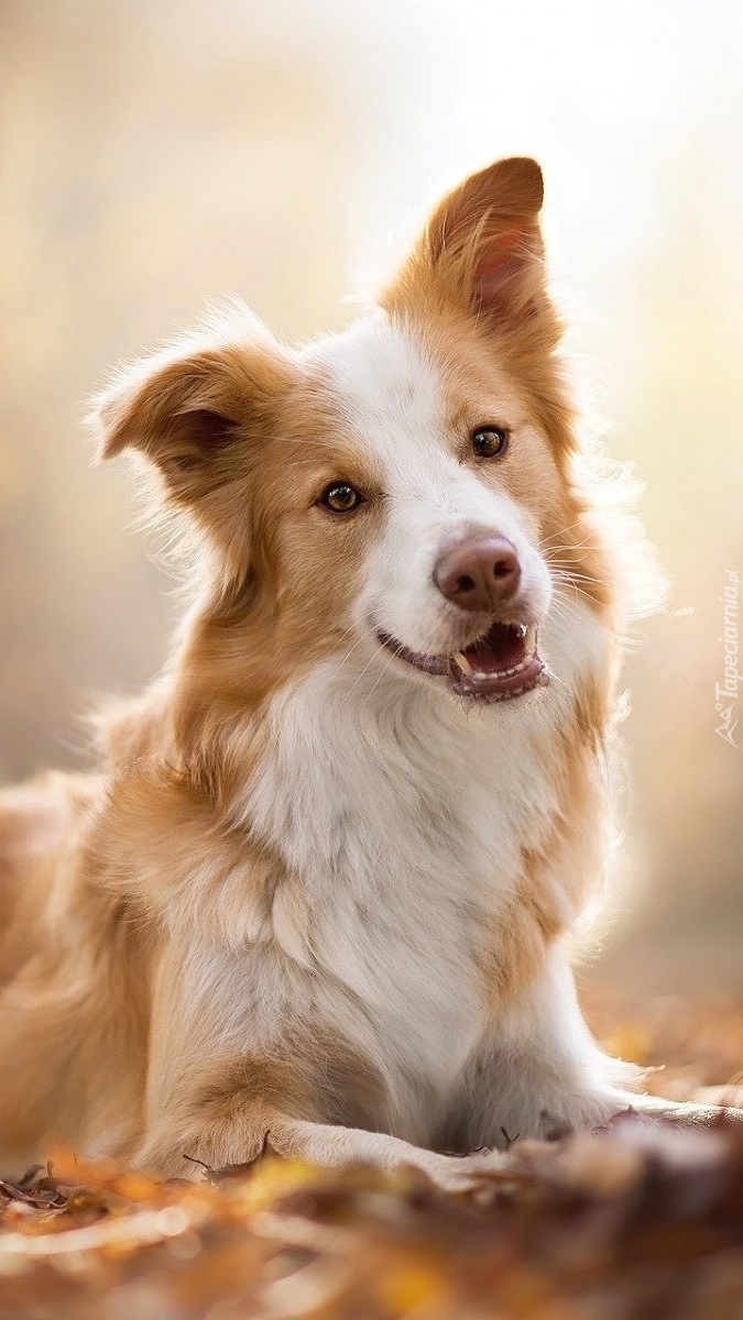 Border collie