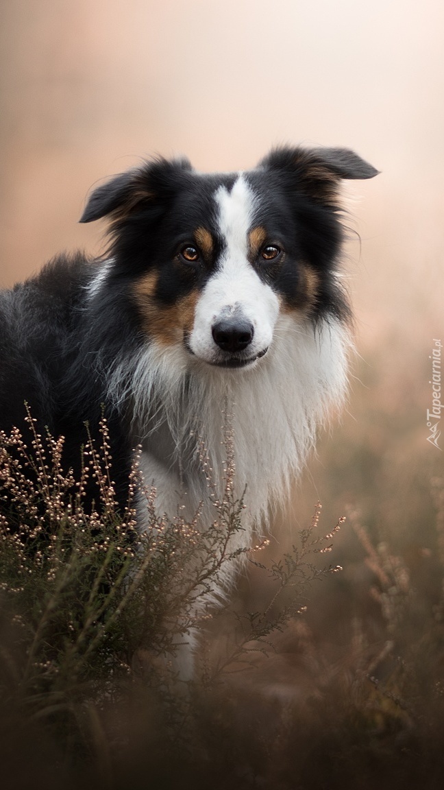 Border collie