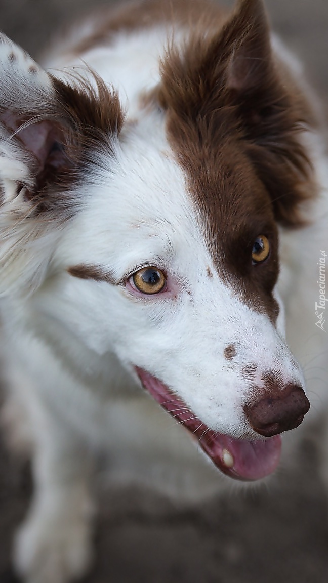 Border collie