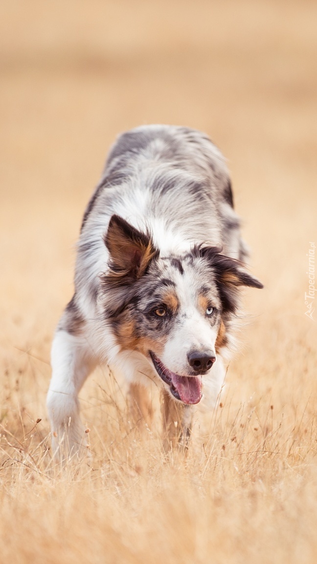 Border collie