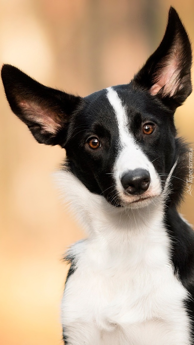 Border collie