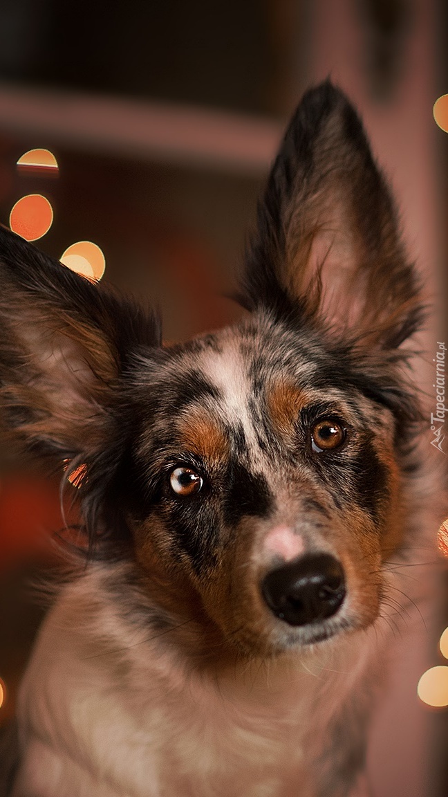 Border collie