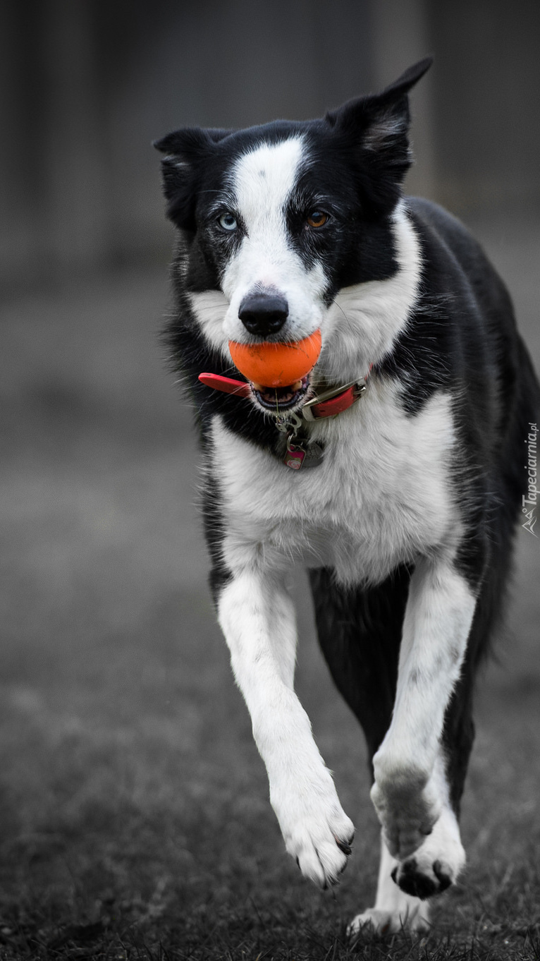 Border collie aportujący piłeczkę