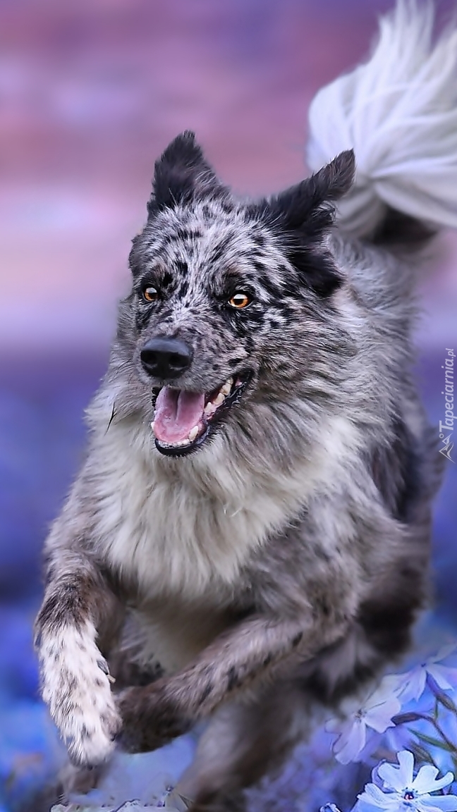 Border collie biegnie po łące