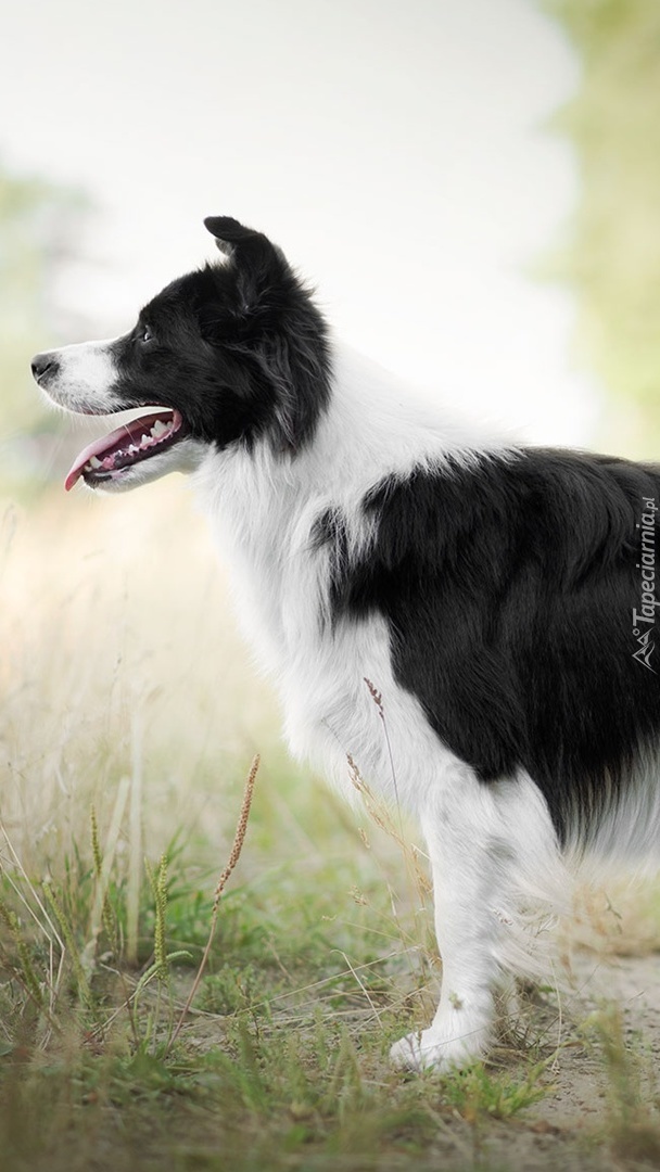 Border collie czeka