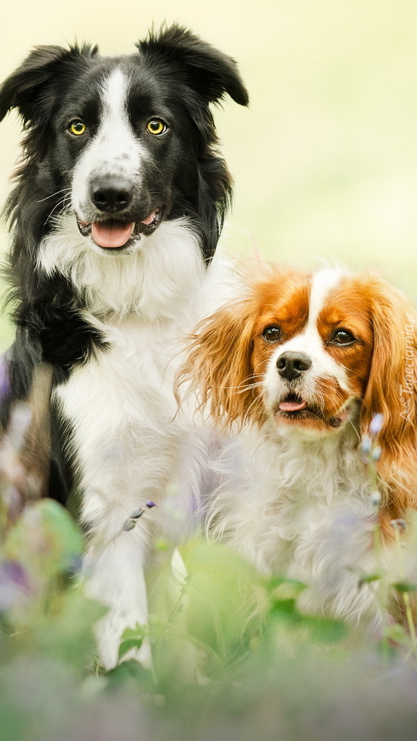 Border collie i cavalier king charles spaniel