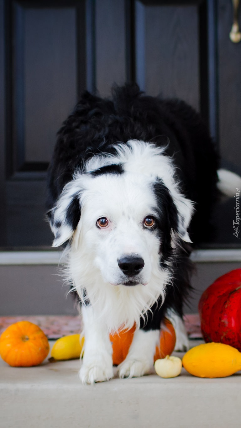 Border collie i dynie