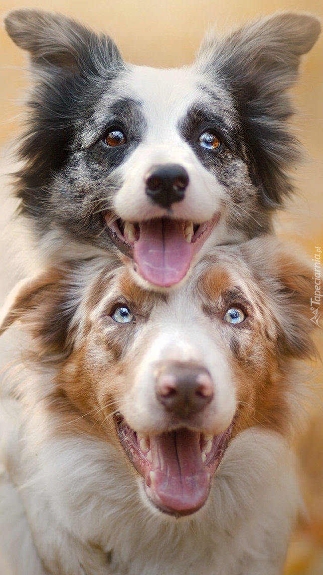 Border collie i owczarek australijski