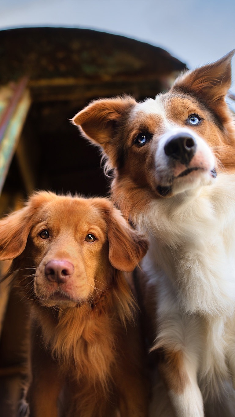 Border collie i Retriever z Nowej Szkocji