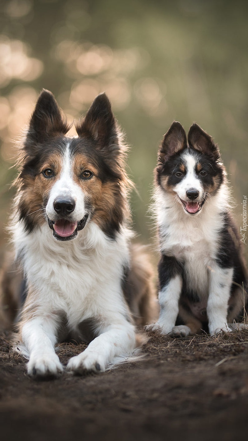 Border collie i szczeniak