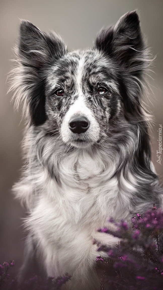 Border collie i wrzosy