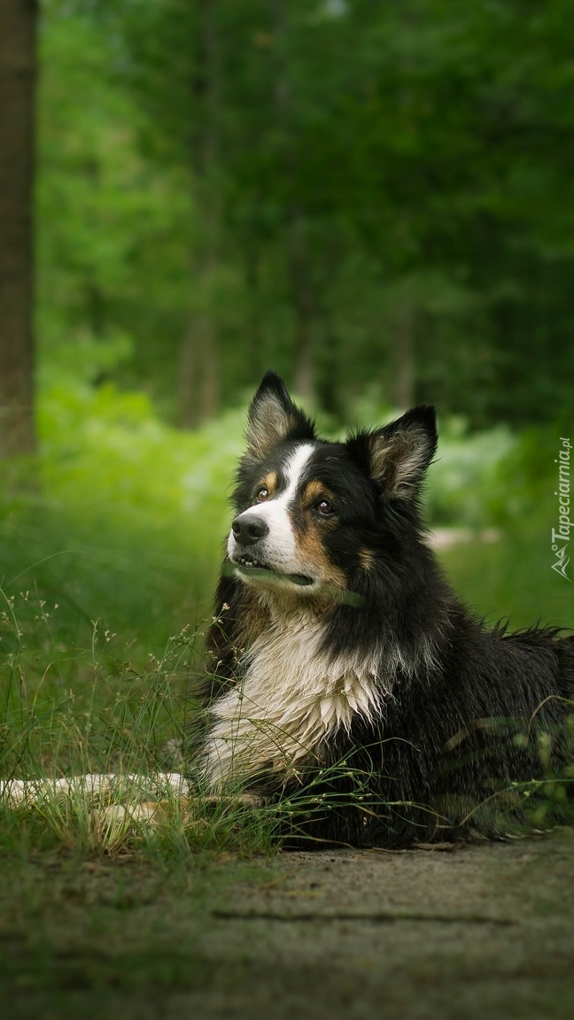 Border collie leżący na drodze w lesie