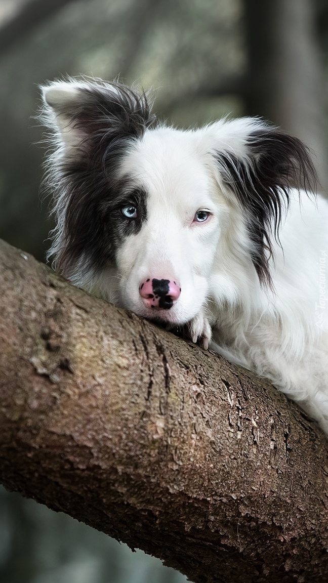 Border collie leżący na konarze