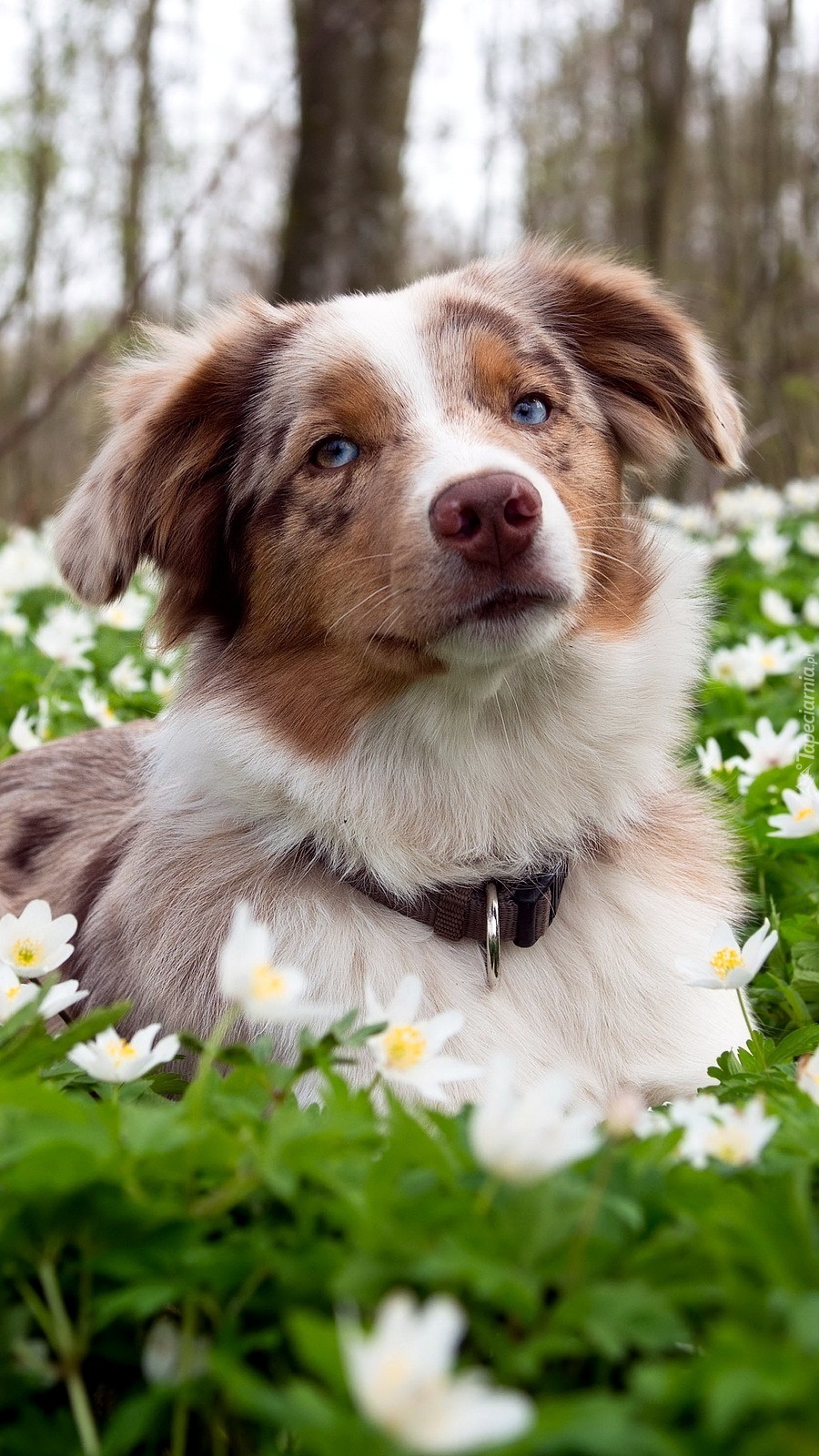 Border collie leżący na łące