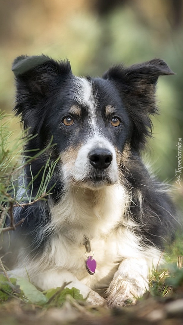 Border collie leżący w roślinach