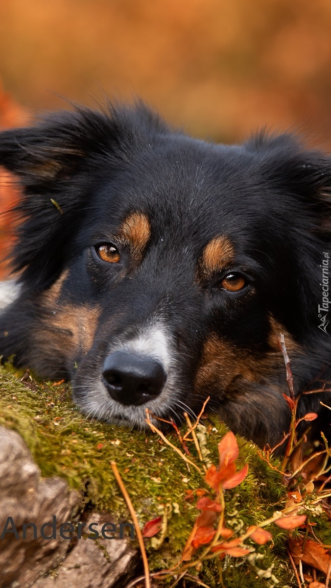 Border collie leży na mchu