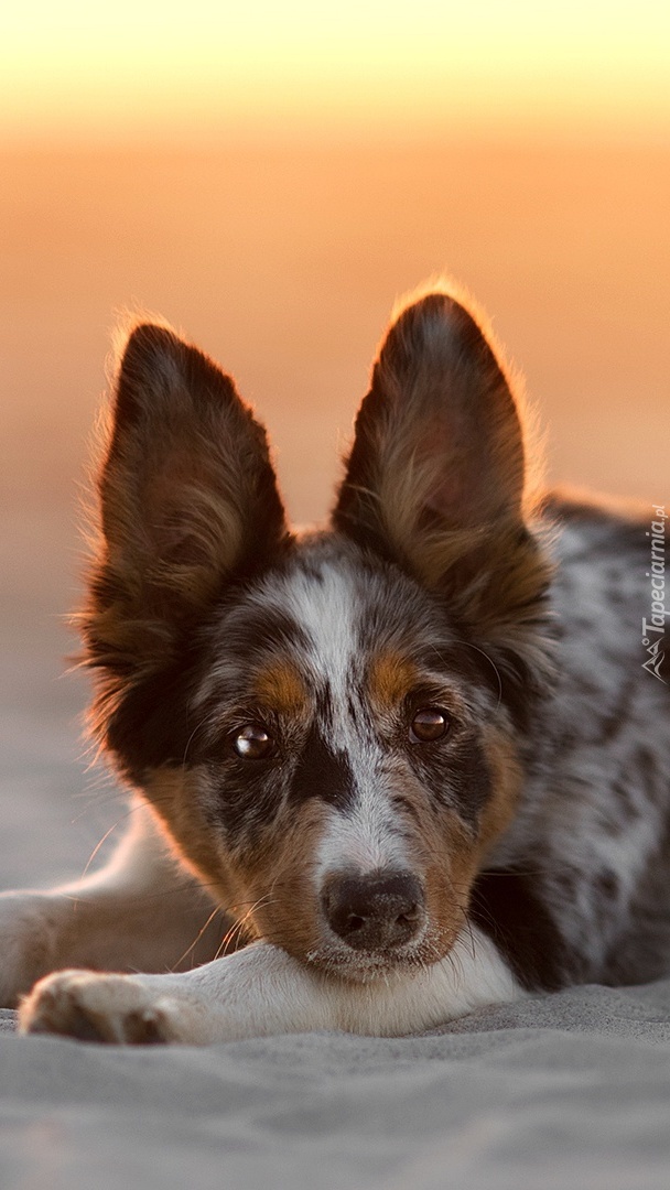 Border collie leży na piasku