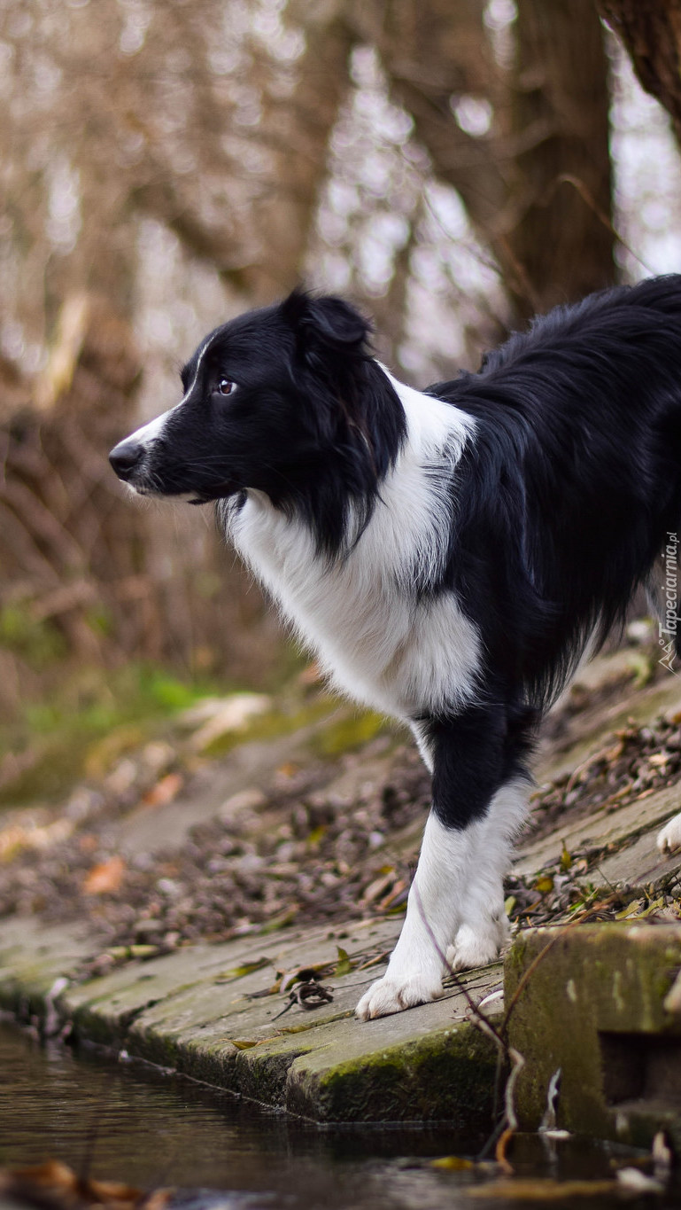 Border collie na betonie nad wodą