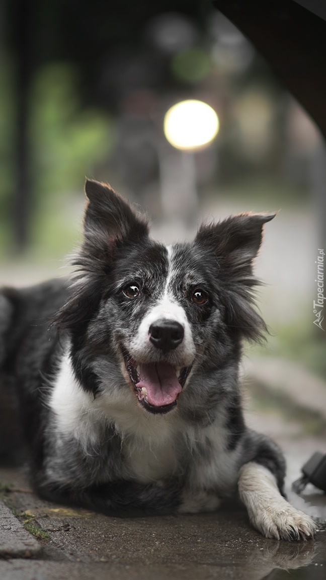 Border collie na chodniku