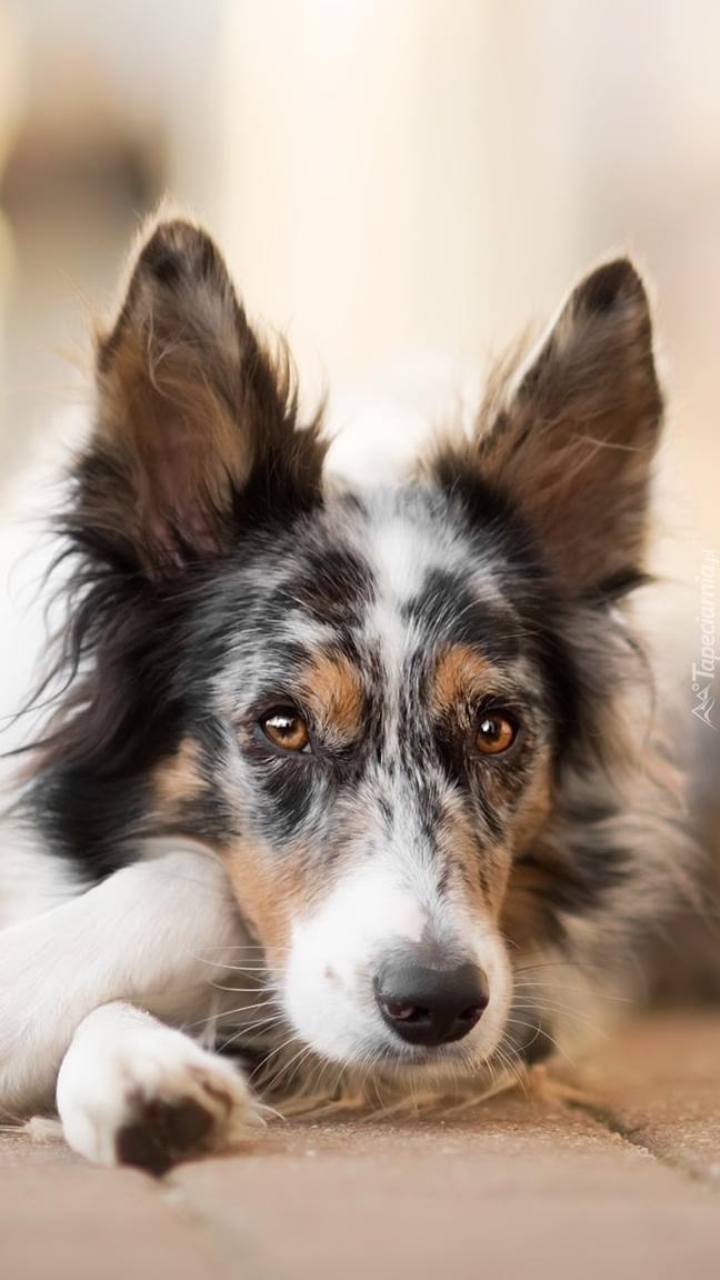 Border collie na chodniku