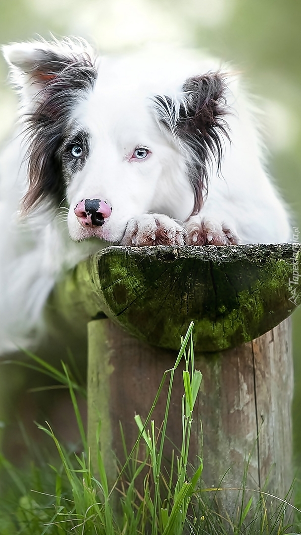 Border collie na drewnianej ławce