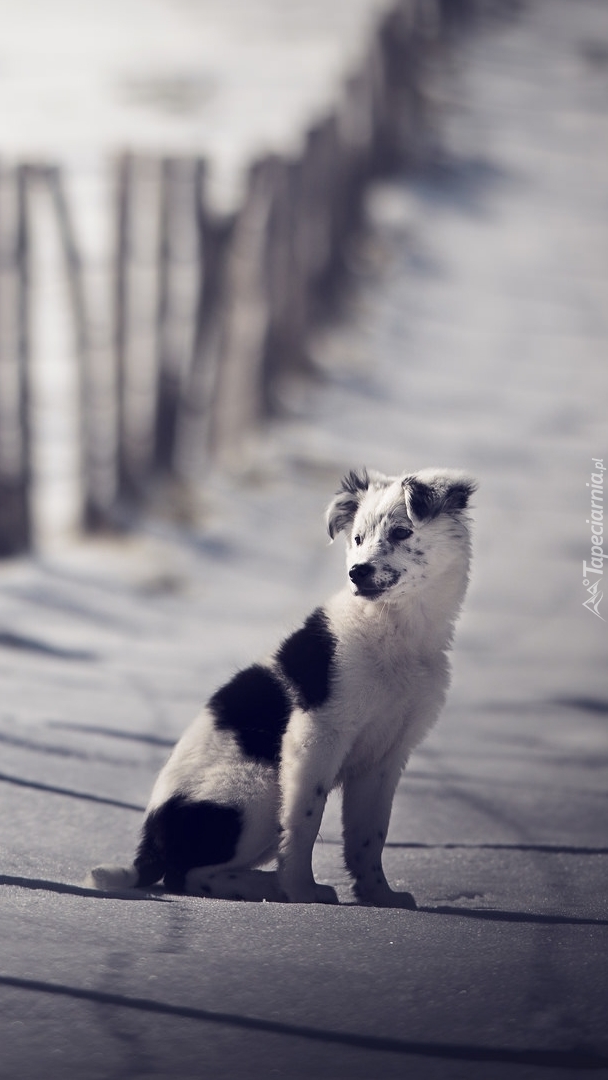 Border collie na drodze