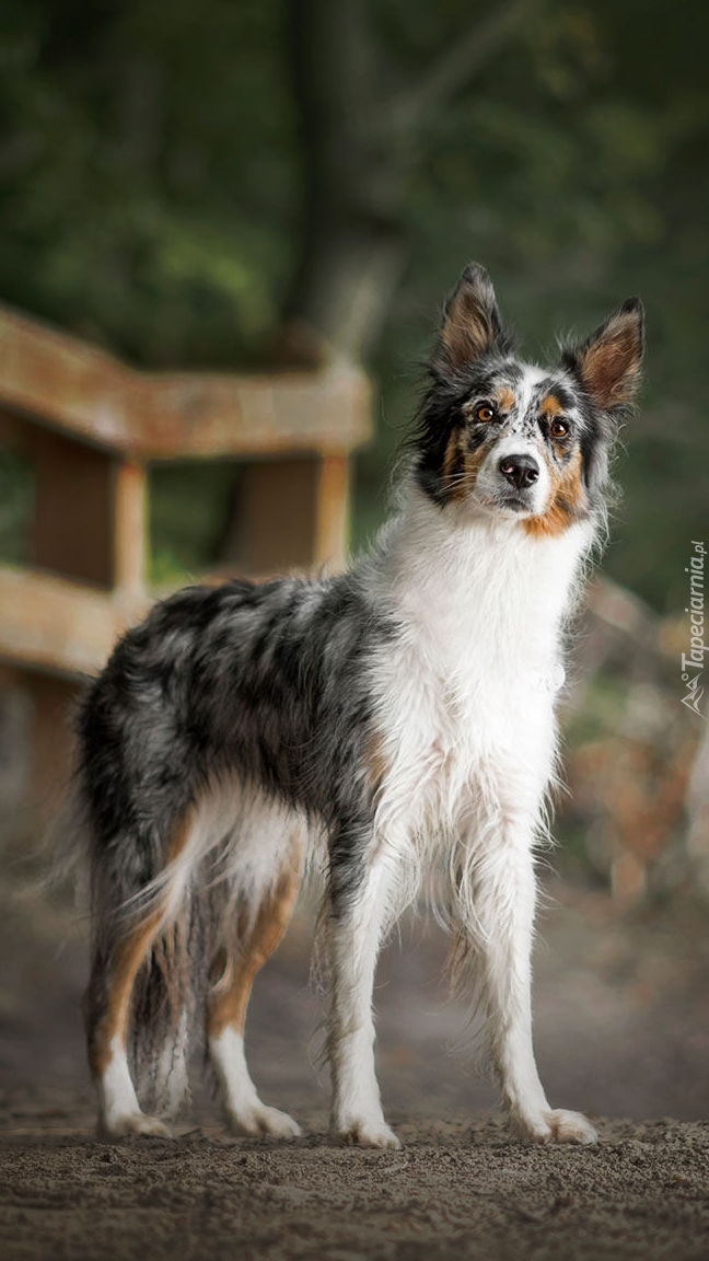 Border collie na drodze